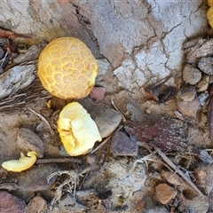 Gymnopilus junonius at Thirlmere, NSW - suppressed