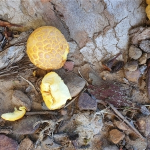 Gymnopilus junonius at Thirlmere, NSW - suppressed