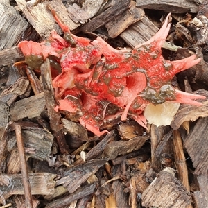 Aseroe rubra at Penrose, NSW - 13 May 2025 11:12 AM