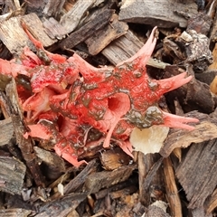 Aseroe rubra at Penrose, NSW - 13 May 2025 11:12 AM
