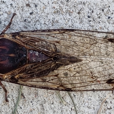 Aleeta curvicosta (Floury baker) at Copmanhurst, NSW - 4 Dec 2024 by MazzV