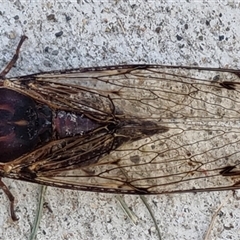 Aleeta curvicosta at Copmanhurst, NSW - suppressed