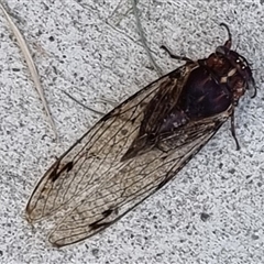 Aleeta curvicosta at Copmanhurst, NSW - suppressed
