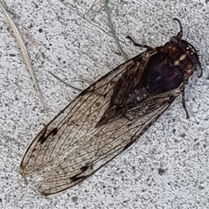 Aleeta curvicosta at Copmanhurst, NSW - suppressed