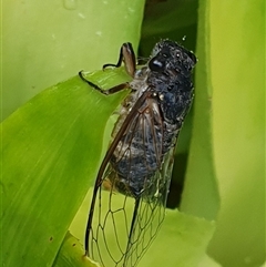 Psaltoda harrisii (Yellowbelly) at Copmanhurst, NSW - 28 Dec 2024 by MazzV