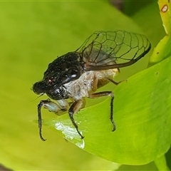 Psaltoda harrisii at Copmanhurst, NSW - suppressed