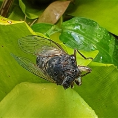 Psaltoda harrisii at Copmanhurst, NSW - suppressed