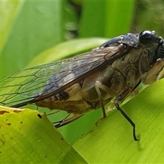 Psaltoda harrisii at Copmanhurst, NSW - suppressed
