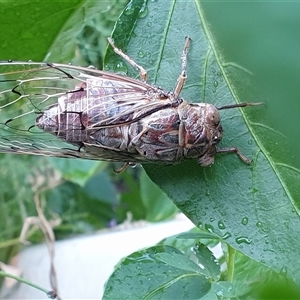 Henicopsaltria eydouxii at suppressed - suppressed