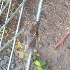 Psaltoda plaga at Copmanhurst, NSW - suppressed