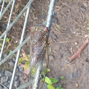 Psaltoda plaga at Copmanhurst, NSW - suppressed