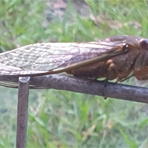 Psaltoda plaga at Copmanhurst, NSW - suppressed