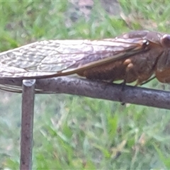 Psaltoda plaga at Copmanhurst, NSW - suppressed