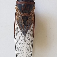 Psaltoda harrisii (Yellowbelly) at Copmanhurst, NSW by MazzV
