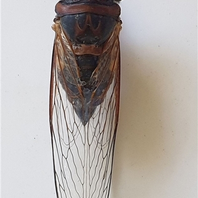 Psaltoda harrisii (Yellowbelly) at Copmanhurst, NSW by MazzV