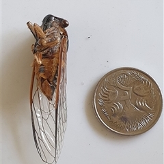 Psaltoda harrisii at suppressed - suppressed