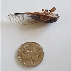 Psaltoda harrisii at suppressed - suppressed