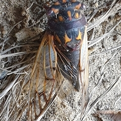 Macrotristria angularis at Copmanhurst, NSW - suppressed