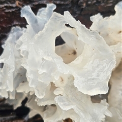 Unverified Fungus at Peregian Springs, QLD - Today by AaronClausen