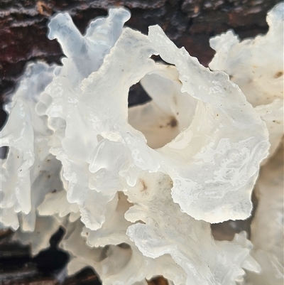 Unverified Fungus at Peregian Springs, QLD - Today by AaronClausen