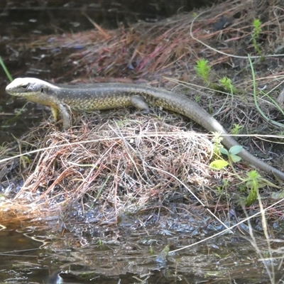 Eulamprus quoyii (Eastern Water Skink) at Ballyroe, NSW - 29 Dec 2018 by TwoRivers