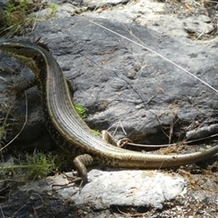 Eulamprus quoyii at Ballyroe, NSW - suppressed