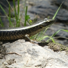 Eulamprus quoyii at Ballyroe, NSW - suppressed