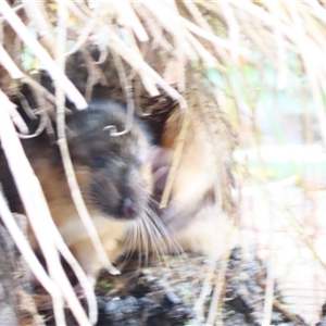 Hydromys chrysogaster (Rakali or Water Rat) at Pialligo, ACT - 14 May 2025 by MB