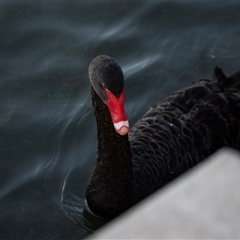 Cygnus atratus at Parkes, ACT - 9 May 2025 by AlisonMilton