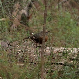 Origma solitaria at High Range, NSW - suppressed
