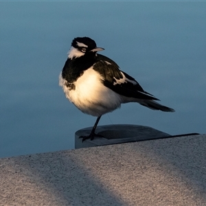 Grallina cyanoleuca (Magpie-lark) at Parkes, ACT - 9 May 2025 by AlisonMilton