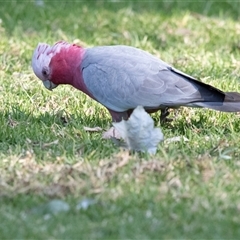 Eolophus roseicapilla (Galah) at Parkes, ACT - 9 May 2025 by AlisonMilton