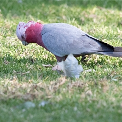 Eolophus roseicapilla (Galah) at Parkes, ACT - 9 May 2025 by AlisonMilton