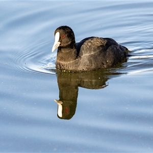 Fulica atra (Eurasian Coot) at Parkes, ACT - 9 May 2025 by AlisonMilton