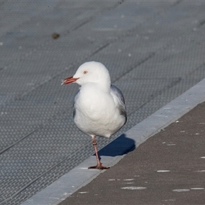 Chroicocephalus novaehollandiae (Silver Gull) at Parkes, ACT - 9 May 2025 by AlisonMilton