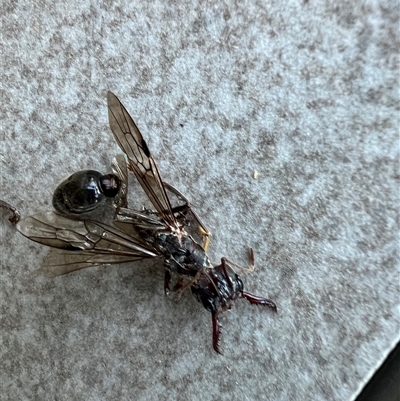 Myrmecia sp. (genus) (Bull ant or Jack Jumper) at Adelaide, SA - 12 May 2025 by AndyRussell