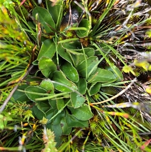 Goodenia sp. at Cotter River, ACT - 1 May 2025 by GG