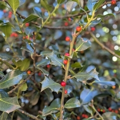 Ilex aquifolium (Holly) at Khancoban, NSW - Today by MandyandScott