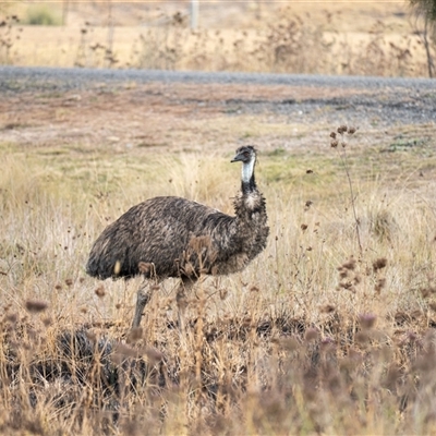 Dromaius novaehollandiae (Emu) at Kambah, ACT - Yesterday by busabx