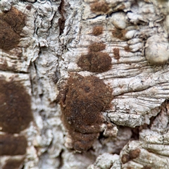Hypoxylon sp. at Queanbeyan, NSW - 14 May 2025 by Hejor1