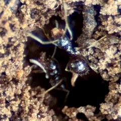 Formicidae (family) (Unidentified ant) at Queanbeyan, NSW - 14 May 2025 by Hejor1