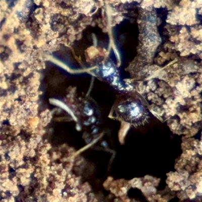 Formicidae (family) (Unidentified ant) at Queanbeyan, NSW - 14 May 2025 by Hejor1