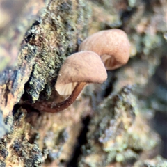 Mycena sp. at Queanbeyan, NSW - 14 May 2025 by Hejor1