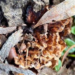 Podoscypha sp. at Queanbeyan, NSW - 14 May 2025 by Hejor1