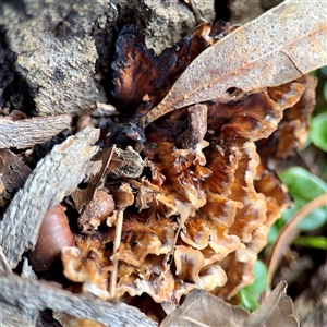 Podoscypha sp. at Queanbeyan, NSW - Yesterday by Hejor1