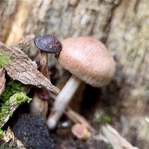 Pholiota squarrosipes at Queanbeyan, NSW - Yesterday by Hejor1