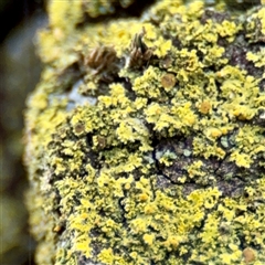 Candelariella sp. at Queanbeyan, NSW - 14 May 2025 by Hejor1