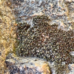 Grimmia sp. at Queanbeyan, NSW - 14 May 2025 by Hejor1