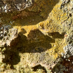 Rhizocarpon geographicum at Queanbeyan, NSW - 14 May 2025 by Hejor1