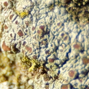 Lichen - foliose at Queanbeyan, NSW - Yesterday by Hejor1